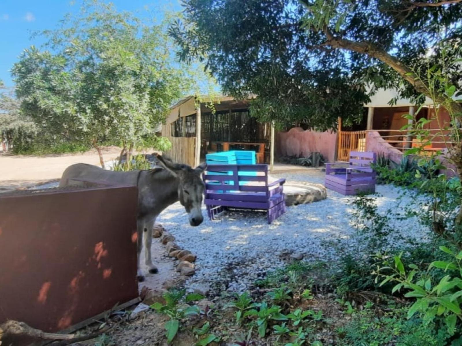 فندق Shik Shack Backpackers Guernsey Nature Reserve المظهر الخارجي الصورة