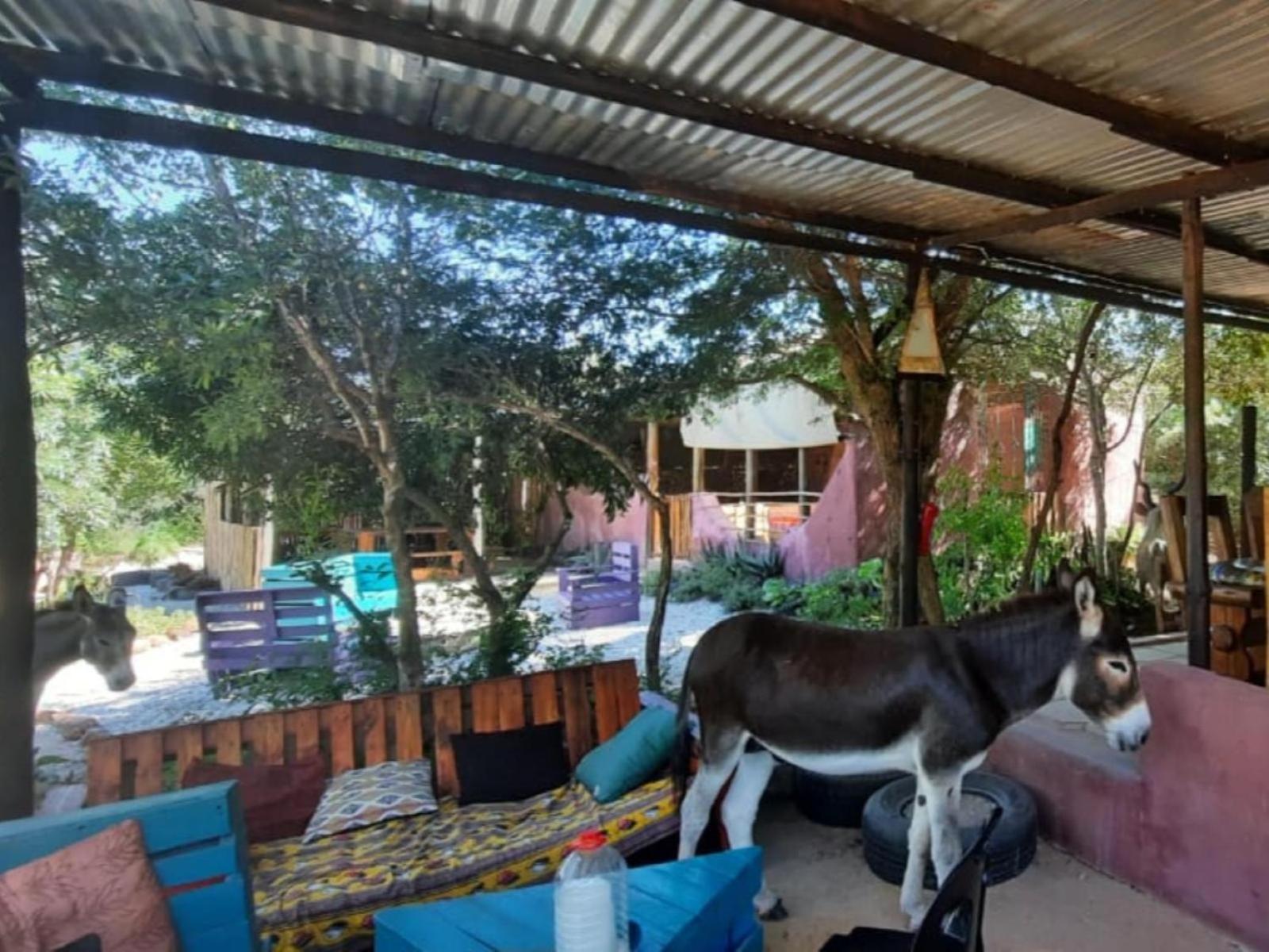 فندق Shik Shack Backpackers Guernsey Nature Reserve المظهر الخارجي الصورة